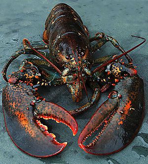 A big lobster like this was spared by Oceana.